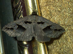 Tephriopis divulsa
