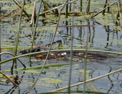 Hydromys chrysogaster