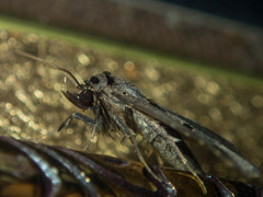 Tephriopis divulsa