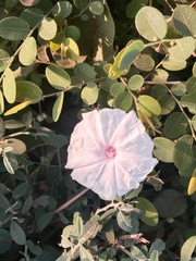 Ipomoea pandurata