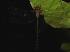 Gynacantha subinterrupta