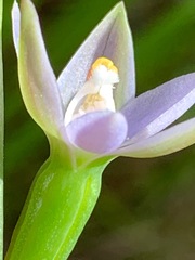 Thelymitra pallidifructus