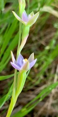 Thelymitra pallidifructus