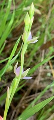 Thelymitra pallidifructus