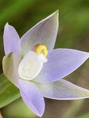 Thelymitra pallidifructus