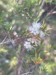 Kunzea ambigua