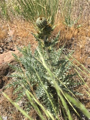 Cirsium undulatum
