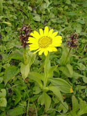 Arnica unalaschcensis