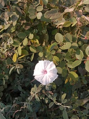 Ipomoea pandurata