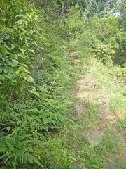 Thalictrum rhynchocarpum