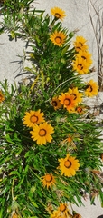 Gazania
