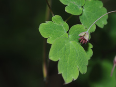 Thalictrum rhynchocarpum