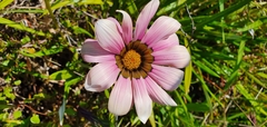 Gazania