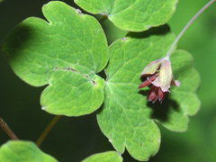 Thalictrum rhynchocarpum