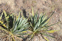 Yucca pallida