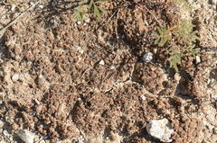 Clavascidium lacinulatum