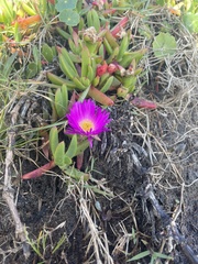Carpobrotus glaucescens