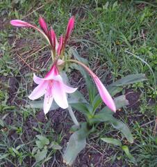 Crinum bulbispermum