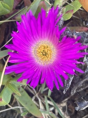 Carpobrotus glaucescens