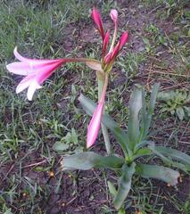 Crinum bulbispermum