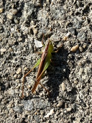 Conocephalus maculatus