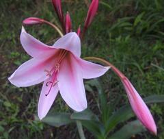 Crinum bulbispermum