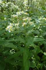Aster glehnii