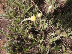 Helichrysum chionosphaerum