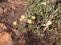 Helichrysum chionosphaerum