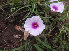 Ipomoea bathycolpos