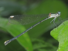 Allocnemis leucosticta