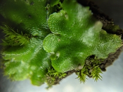 Lunularia