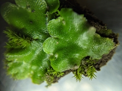 Lunularia