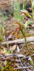 Pterostylis squamata