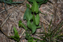 Funastrum cynanchoides