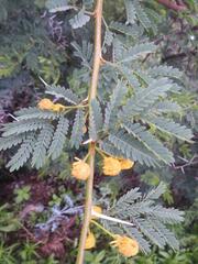 Vachellia karroo
