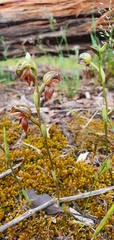Pterostylis squamata