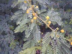 Vachellia karroo