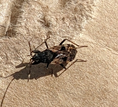 Euander lacertosus