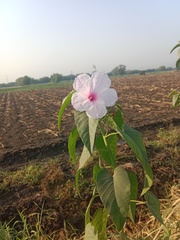 Ipomoea carnea fistulosa