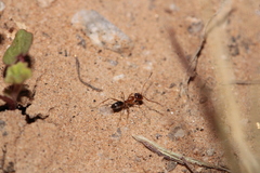 Dorymyrmex