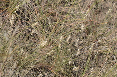 Bouteloua rigidiseta