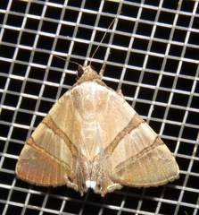 Eulepidotis juncida
