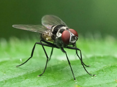 Limnophora obsignata