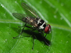 Limnophora obsignata