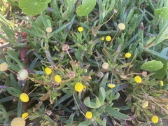 Cotula coronopifolia