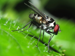 Limnophora obsignata