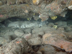Orectolobus halei