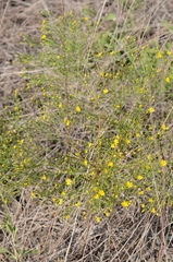 Gutierreziinae