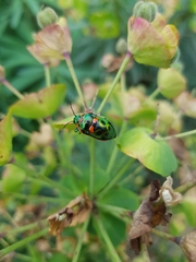 Scutiphora pedicellata